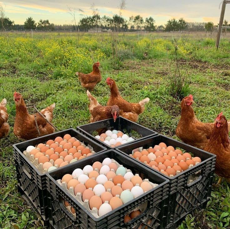 egg business